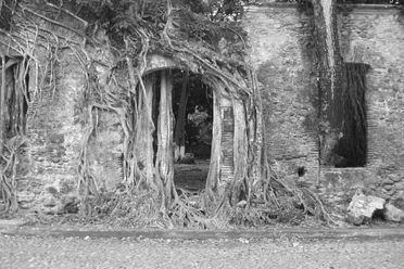 Tree roots and vines have claimed much of the architecture. 