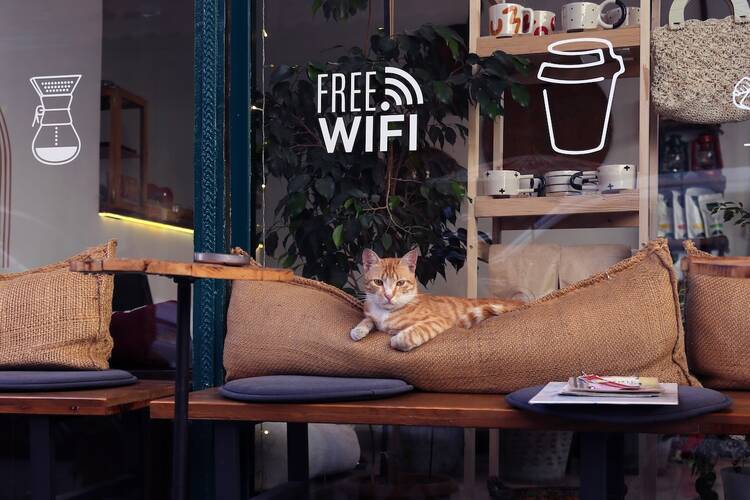 Cat Cafe Business