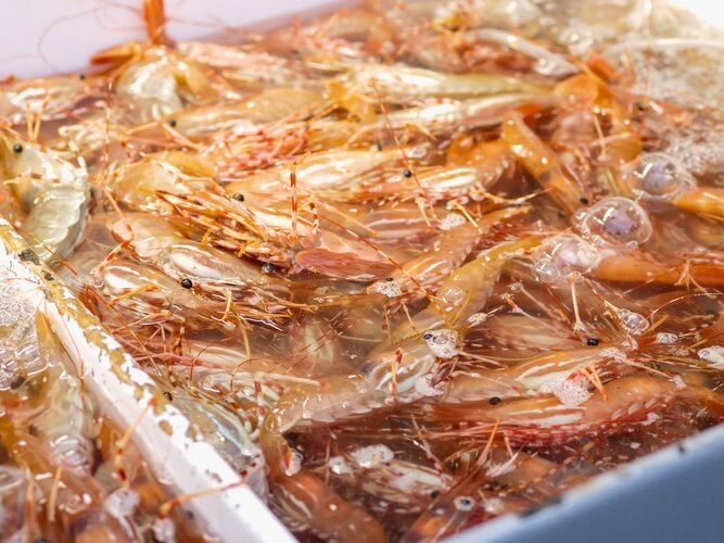 Crawfish Farming Business