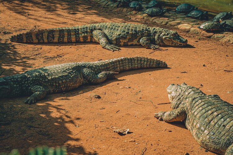 Crocodile Farming Business