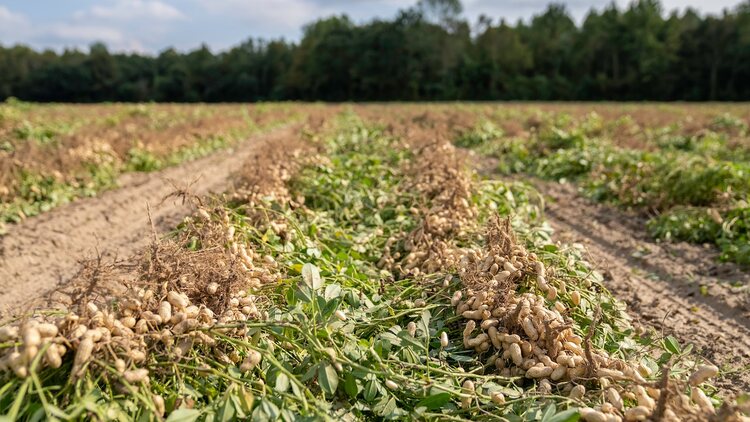 Peanut Farming Business