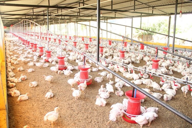 Poultry Farming Business