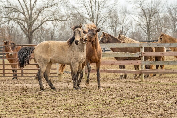 Raising Horses for Profit