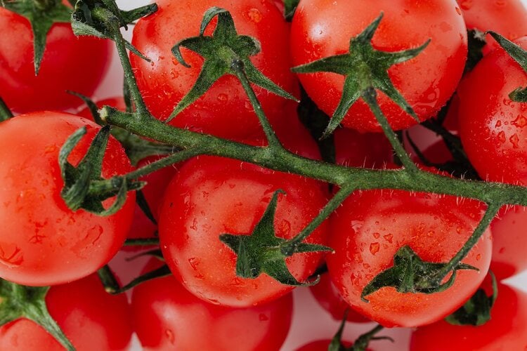 Tomato Farming Business