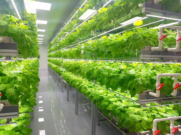 Vertical Farming Business