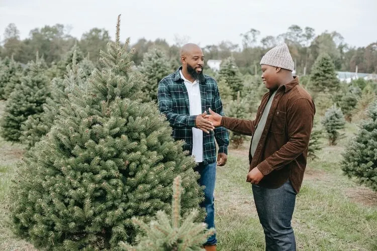 Christmas Tree Farming Business