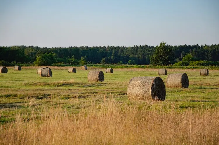 Hay Farming Business