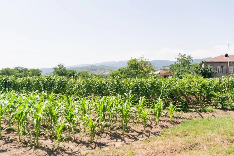 Small Scale Maize Farming Business