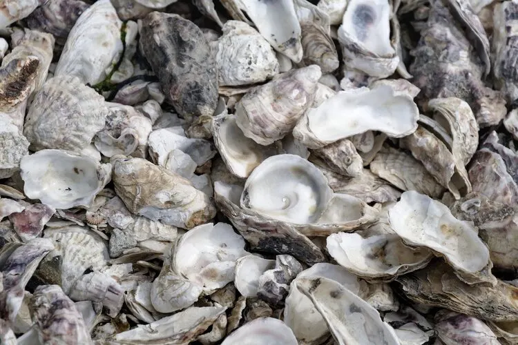 Oyster Farm Business