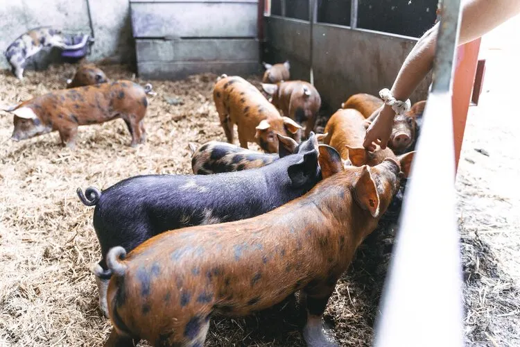 Pig Farming Business