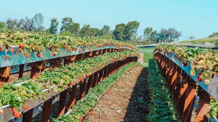 Strawberry Farming Business