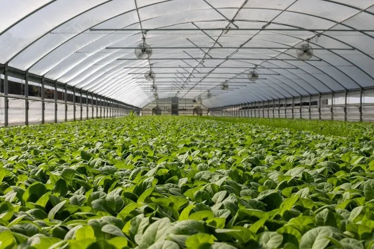 Vegetable Farming Business